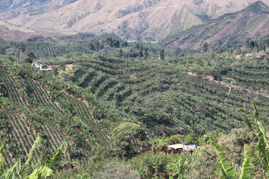 Coffee farm