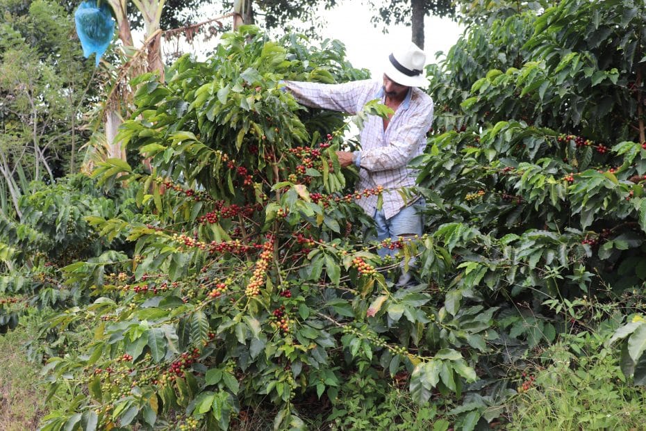 colombian coffee picker