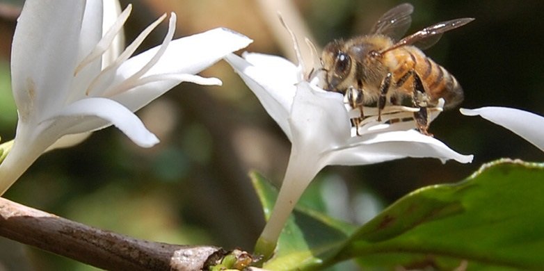 Bee pollinator