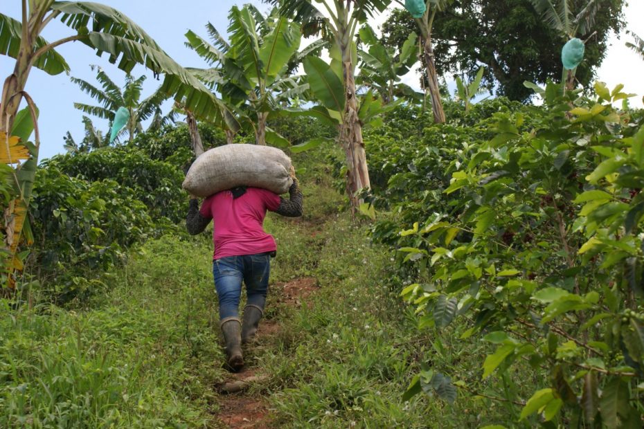 coffee picker