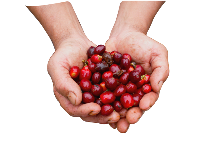 Hand with coffee cherries