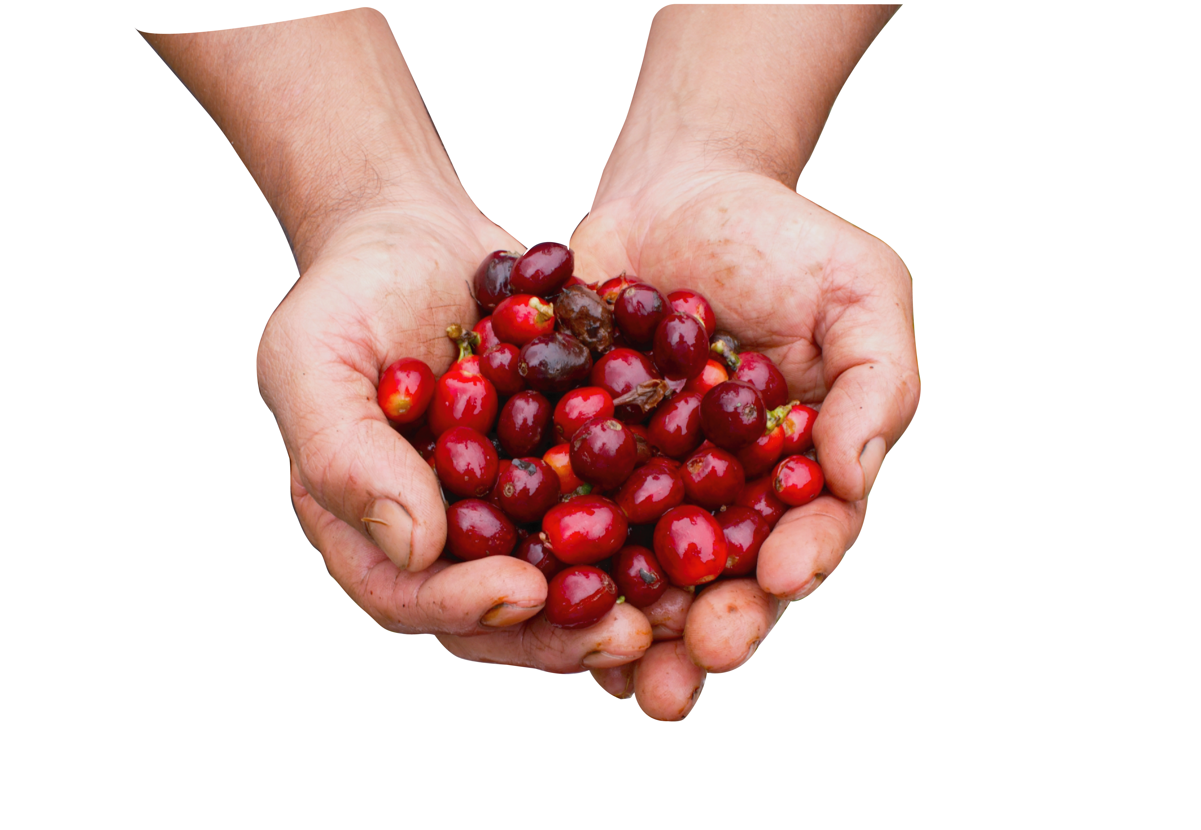 Hand with coffee cherries