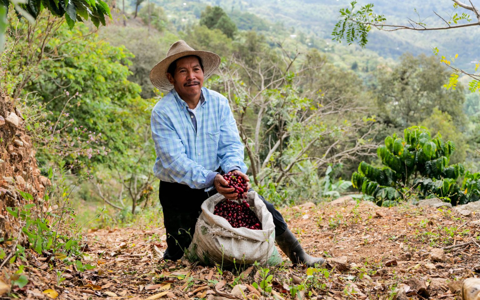 Producer of farmer