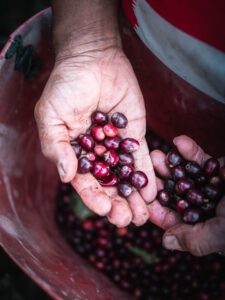 coffee cherries in hands