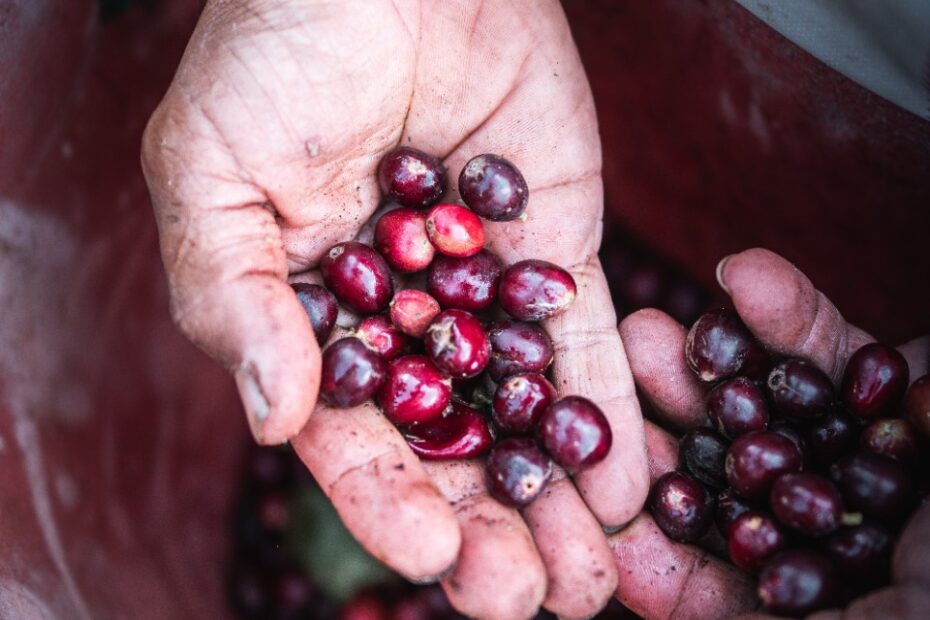 coffee cherries in hands