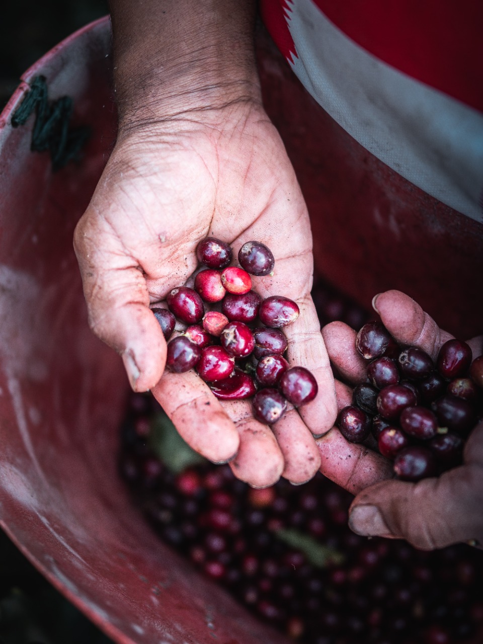 coffee cherries in hands