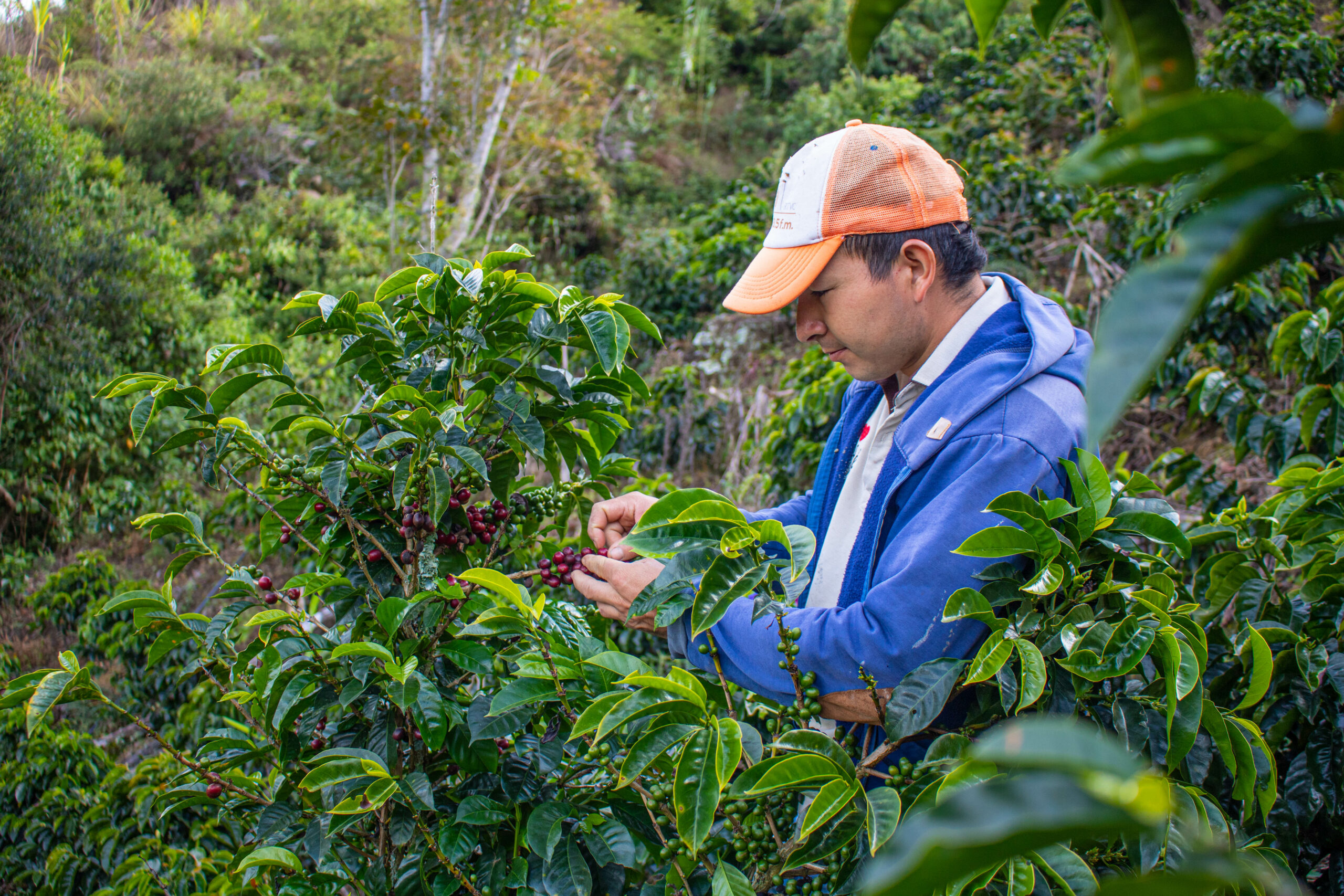 Green Coffee Importers | El Cajon | Origin Bridge