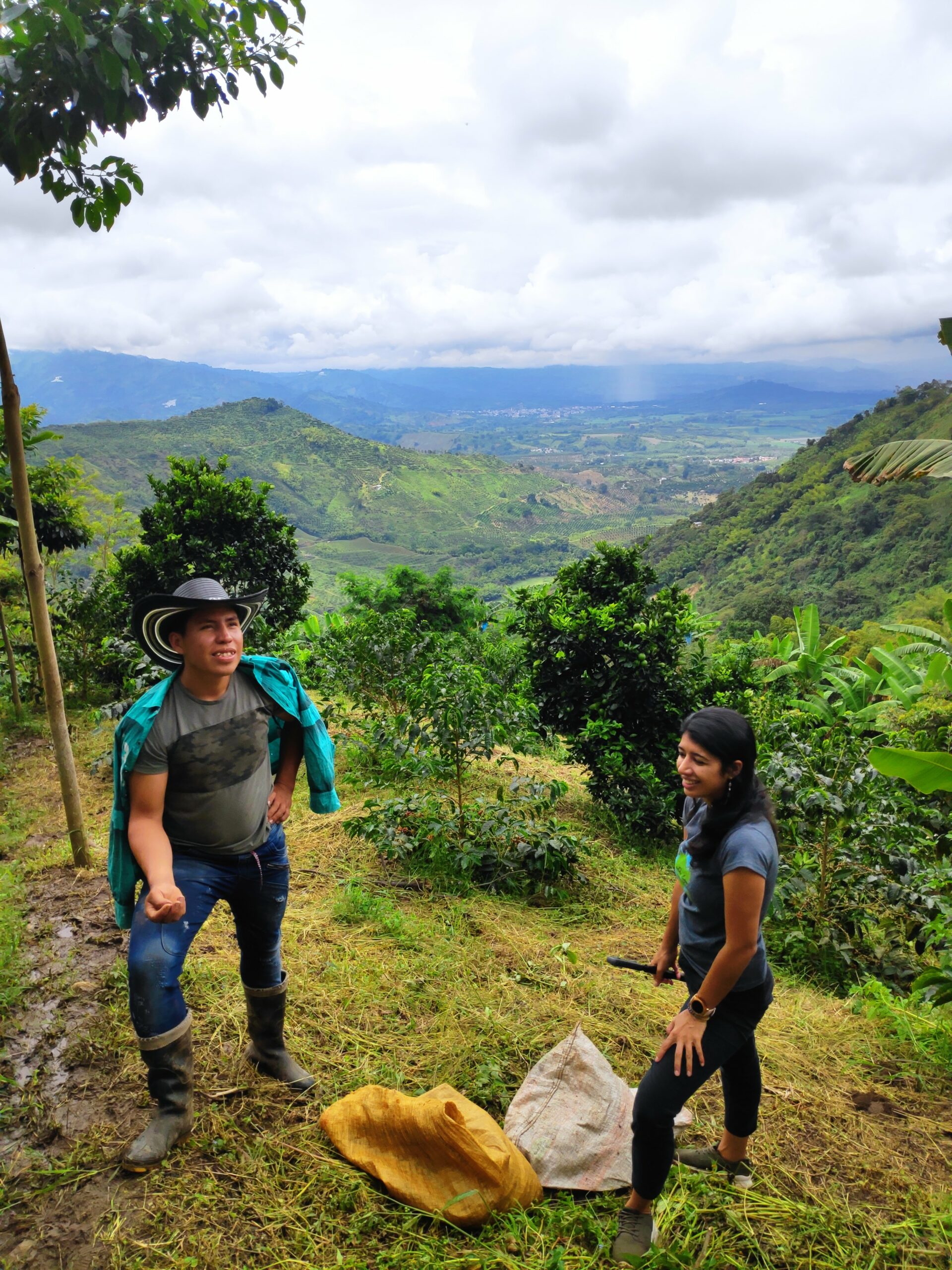 Coffee farm