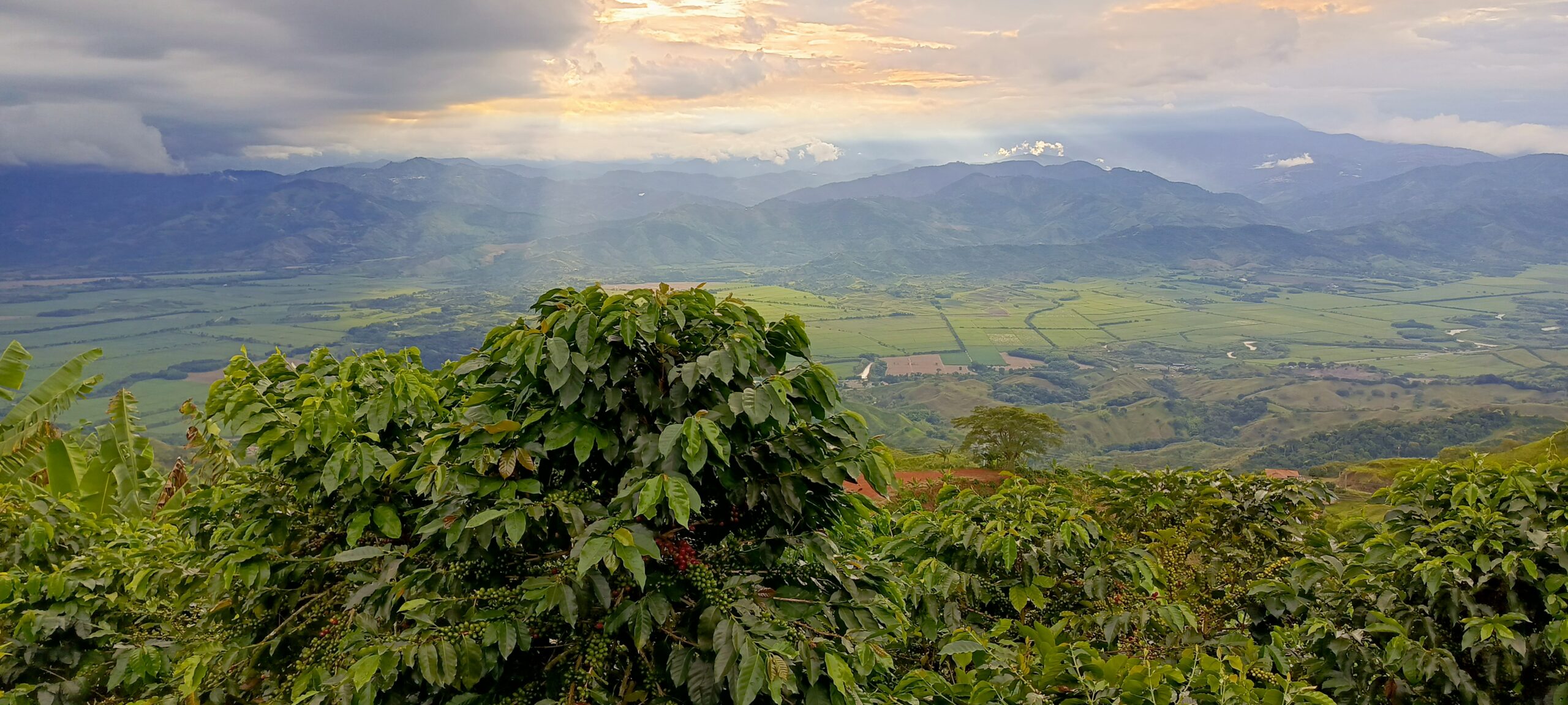 Buenavista